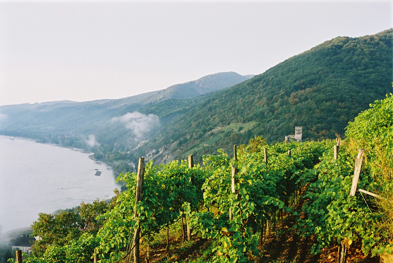 Vinice nad Dunajem a zalesněné svahy Wachau na fotografii vinařství Hirtzberger.