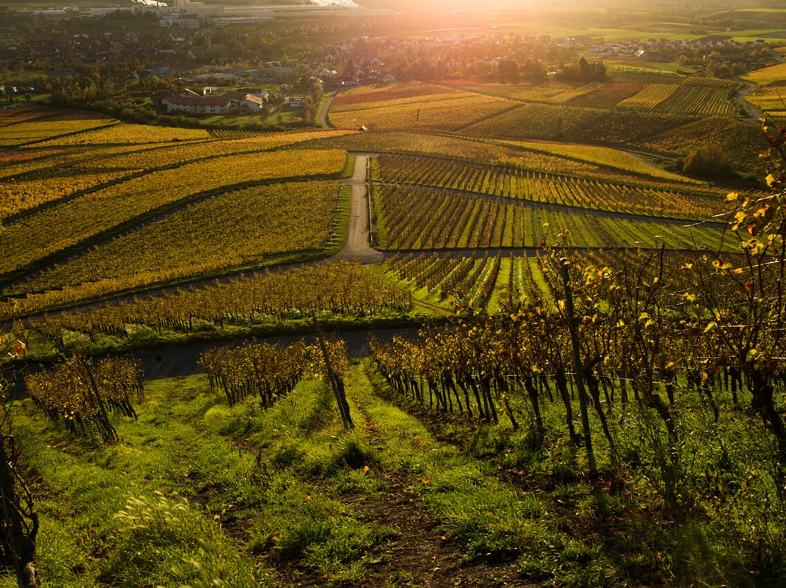 Západ slunce nad vinicemi vinařství Johann Ruck u Iphofenu.